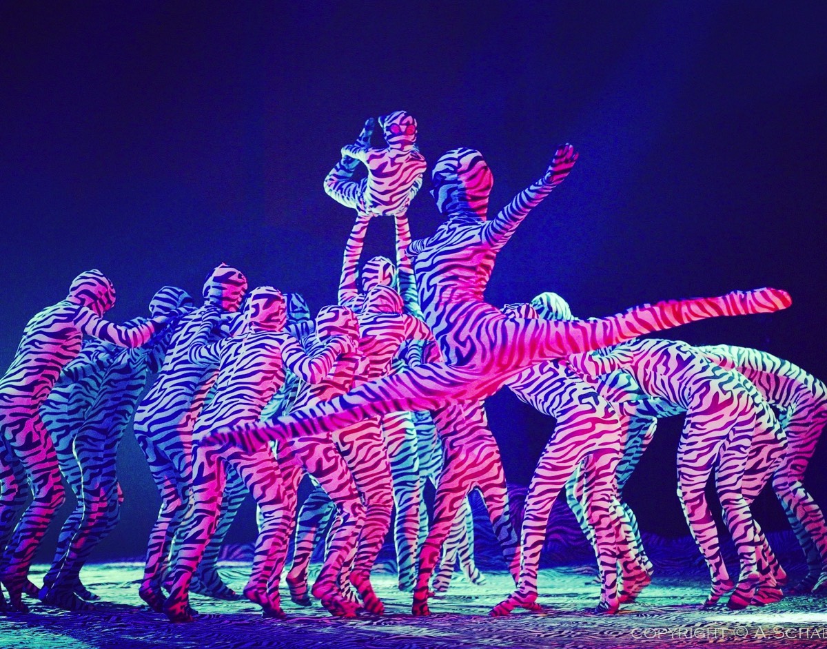 Zebralution – 2013